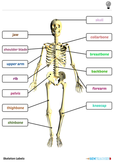 SEN Teacher : Skeleton Labels ⋆ Printable Worksheet